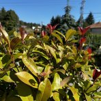 Červienka Fraserova (Photinia fraseri) ´RED ROBIN´ - výška 250-200 cm, kont. C45L (-24°C)  NA KMIENKU